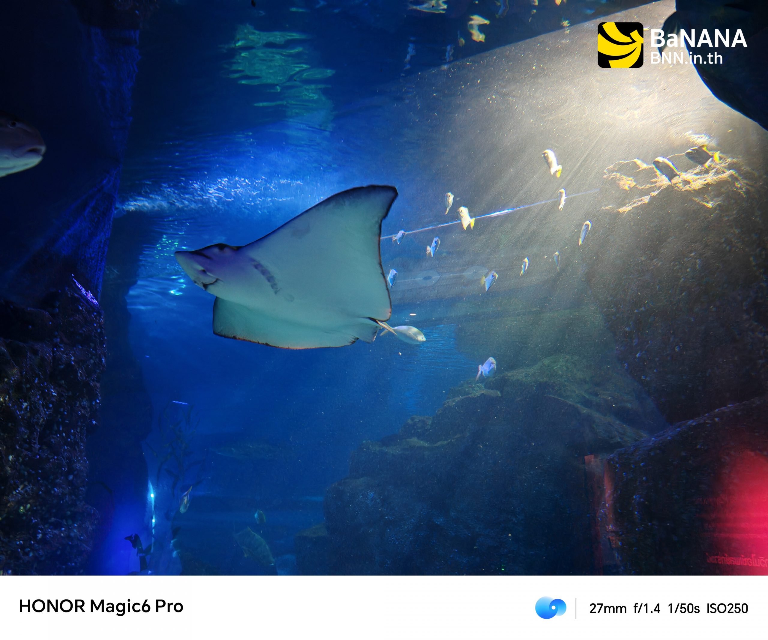 HONOR Magic 6 Pro HONOR Magic 6 Pro