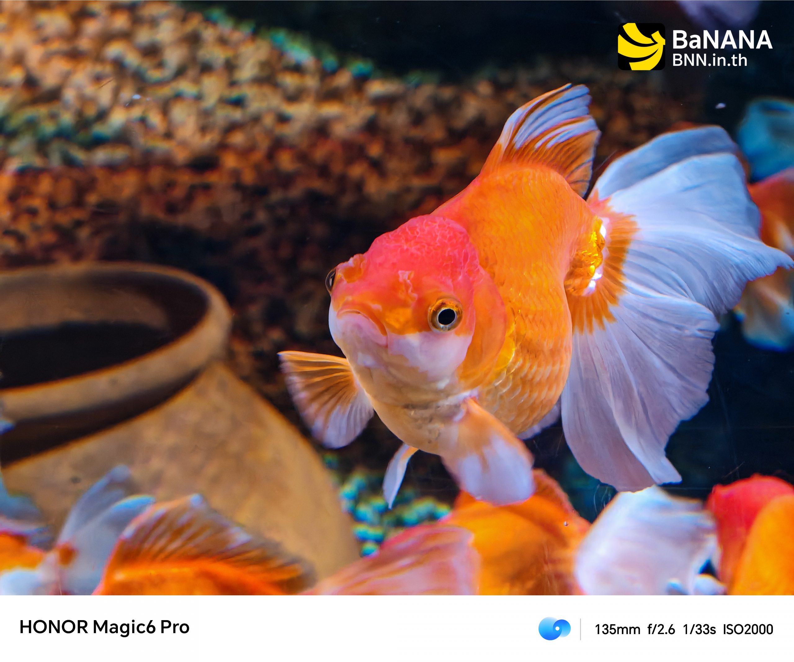 HONOR Magic 6 Pro HONOR Magic 6 Pro